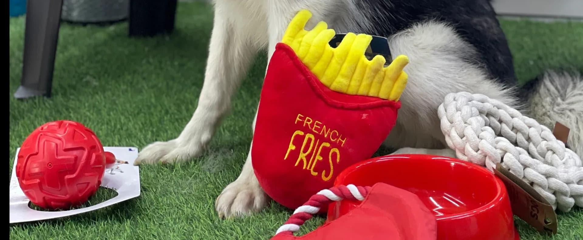 papas-fritas-tela-con-perro-sentado